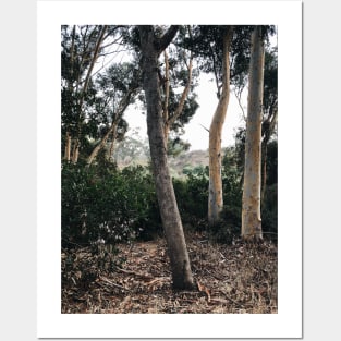 Scenic Trees in Kenneth Hahn State Rec Area, Los Angeles Posters and Art